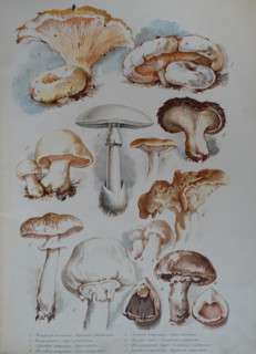 Mushrooms