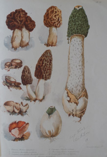 Mushrooms