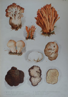 Mushrooms