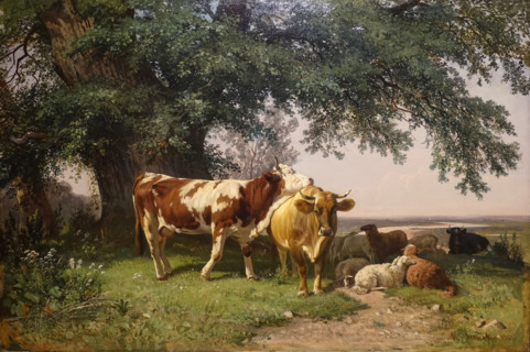 Herd under the trees