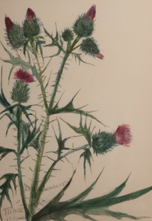 Thistle