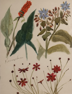 Italian Arum