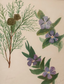 Cypress and Vinca