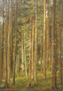 Coniferous forest
