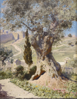 Olive in the Garden of Gethsemane