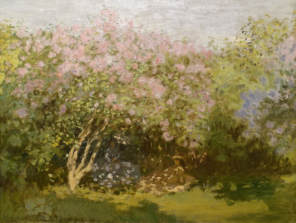 Lilacs in the sun