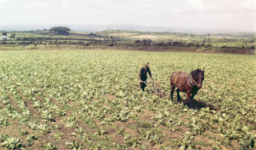 Farmer and horse working in field of vegetables.