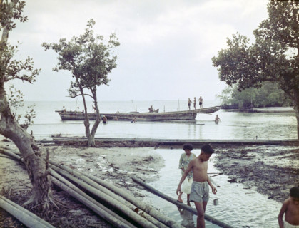 Harvesting timber stilt poles from magnrove and transporting by canoe.
