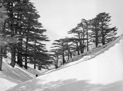 Cedars Ski Resort.