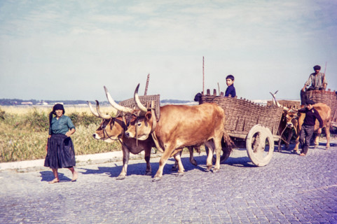 Barefooted woman walking with traditional ox carts in rural area.