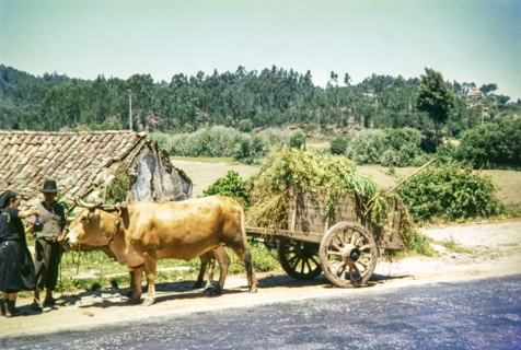 Woman pouring drink for man next to traditional ox cart in rural area.