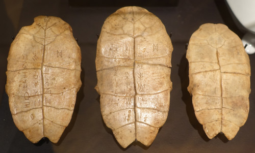 Divinatory tortoise shells.