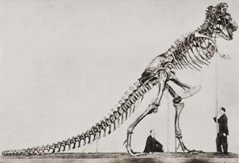 Skeleton of the Tyrannosaurus Rex.  In the American Museum of Natural History