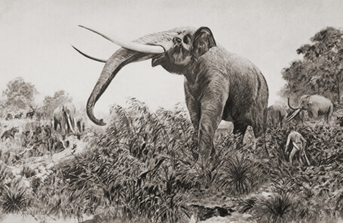The Chatham Elephant. From 400,000 year old fossil remains  discovered in 1913 near Chatham