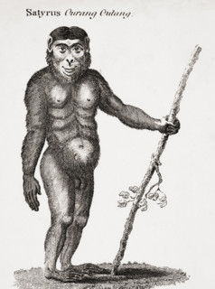 Satyrus