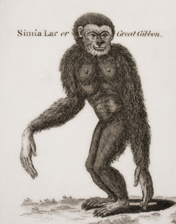 Simia Lar