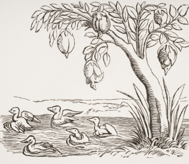Barnacle geese. 19th century copy of woodcut in Cosmographie Universelle dated 1552 illustrating legend that these birds grew from barnacles attached to wood exposed to salt water.