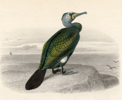 The Cormorant