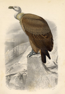 The Fawn Vulture.