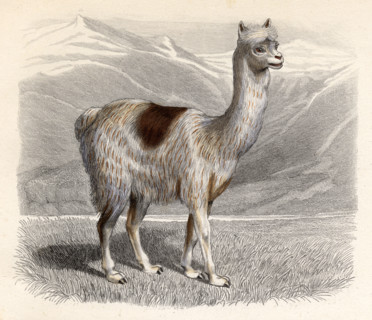 The Llama