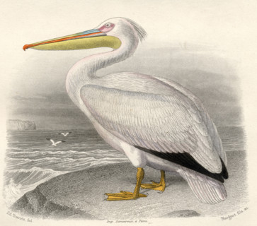 The Pelican