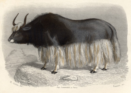 The Tartary Cow