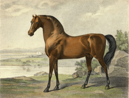 Warren Hastings' Arabian. Drawn and engraved by George Townly Stubbs