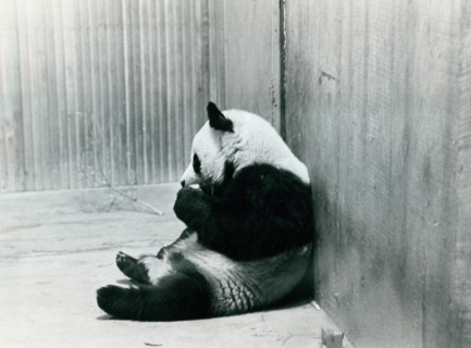 Ling Ling, the first panda China sent to the USA, at the Washington Zoo