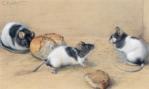 Carl Reichert