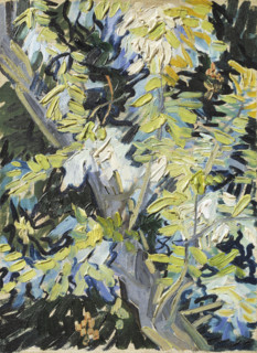 Acacia in Flowers