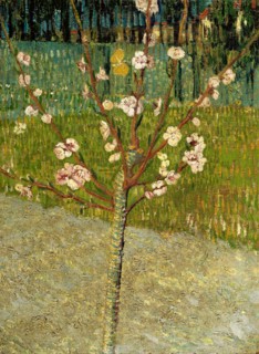 Almond tree in blossom