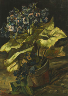 Cineraria