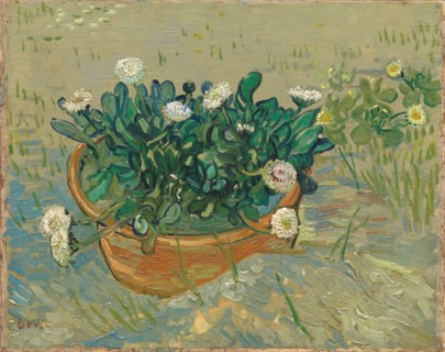 Daisies