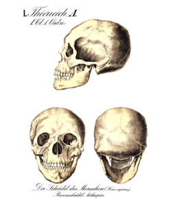 Human skull