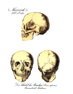 Human skull