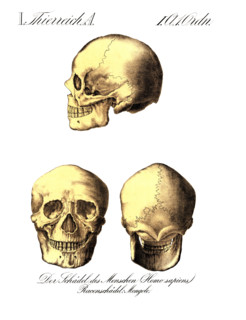 Human skull