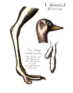 Anatomy