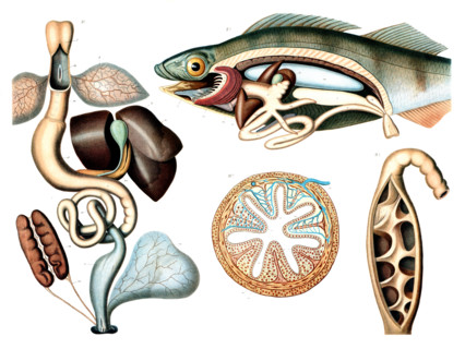 Anatomical illustration of the internal structure of a fish