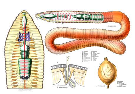 Anatomy in the animal kingdom