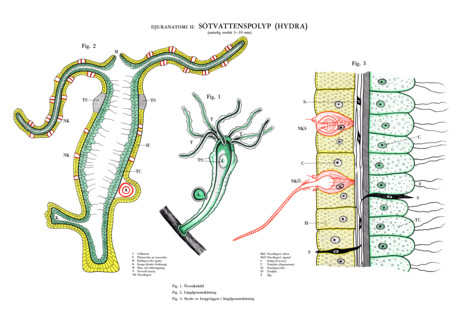 Anatomical teaching chart of a freshwater polyp, Hydra, reproduction of a historical school