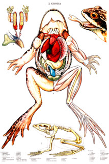 Anatomical diagram of a frog