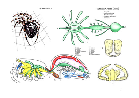 Anatomy of a female garden spider