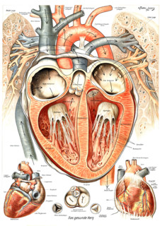 Anatomy, healthy human heart, internal and external structure of the organ and its location in the