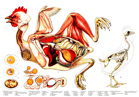 Educational chart depicting the anatomy of a chicken and its reproductive system, reproduction of a