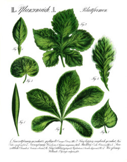 Leaf shapes, formae foliorum, from the plant kingdom, reproduction of a historical school picture,