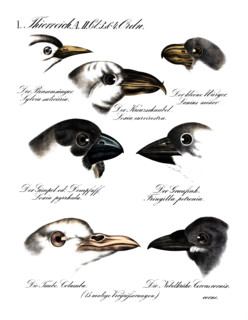 Illustration of various bird heads, Common Warbler (Sylvia salicaria), Lesser Gray Shrike (Lanius