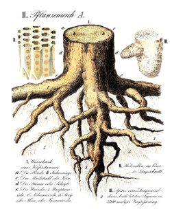 Rootstock of a pine tree trunk, Pinus, root system, reproduction of a historical school picture,