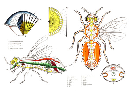 Complex anatomy and physiology of a fly, presumably a housefly, Musca domestica, with a focus on