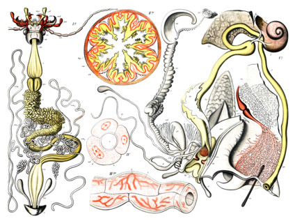 Left side: Presumably shows the digestive or reproductive system of an invertebrate