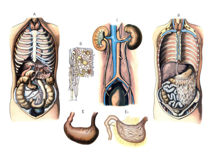 Various diagrams of human anatomy: Images A and B illustrate the location of organs in the torso